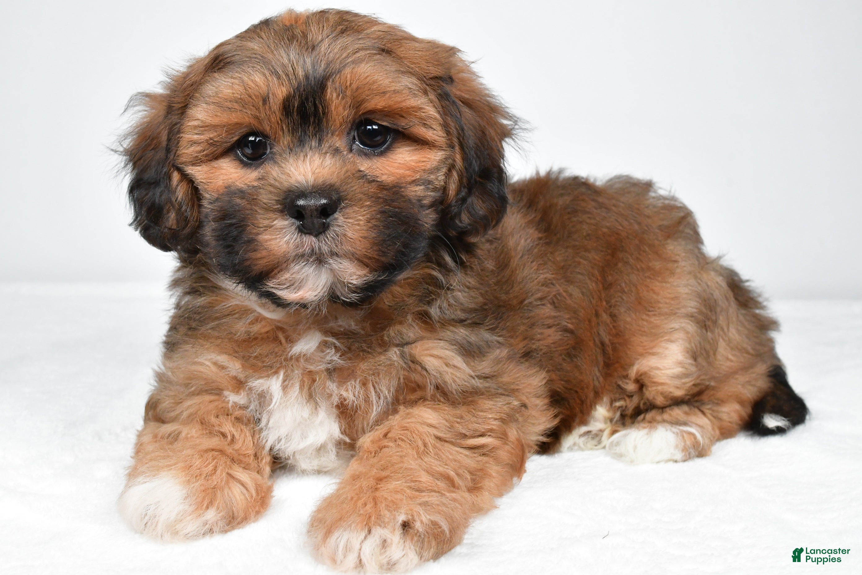 Shihpoo dogs Ruby - Ad 1