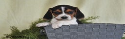 Beagle dogs for sale: Jaxon - Ad 4