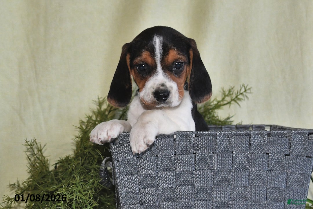 Beagle dogs for sale: Jaxon - Ad 4