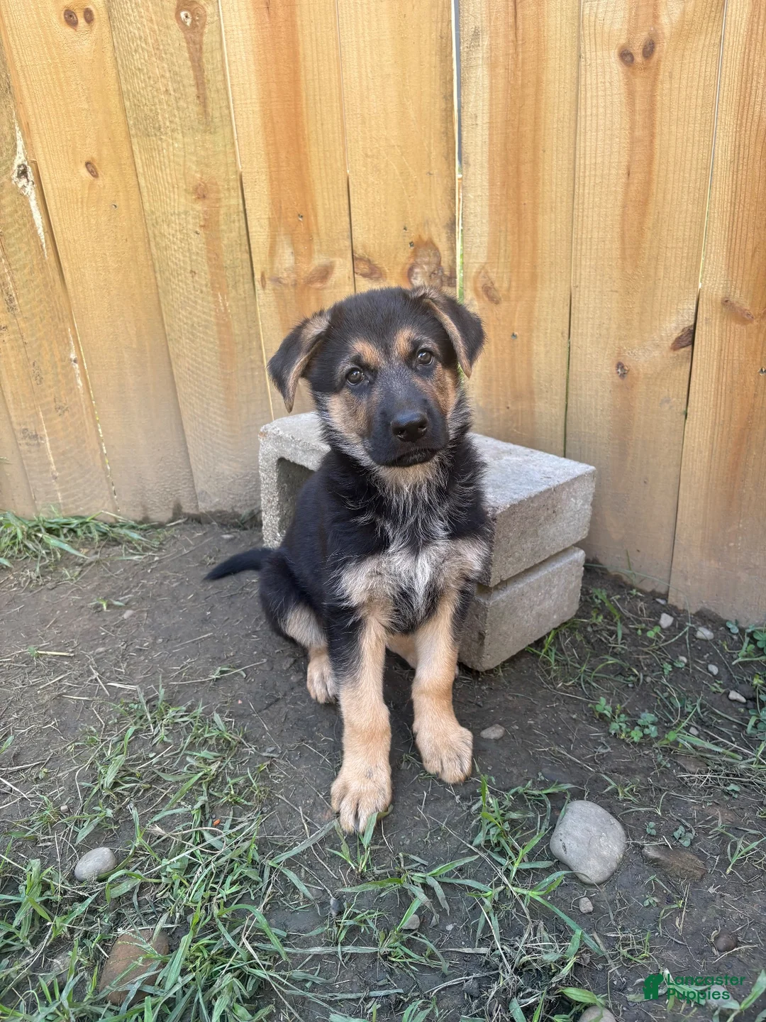 German Shepherd dogs for sale: German Shepherd 1 - Ad 1