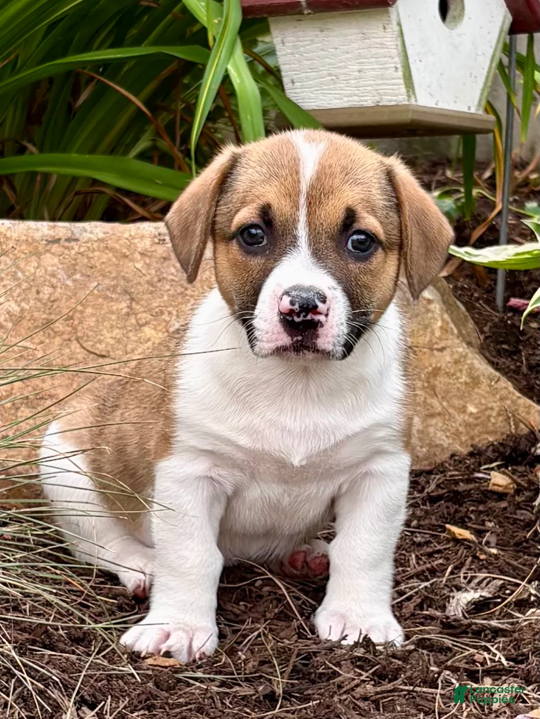 Welsh Corgi Pembroke dogs for sale: Precious  - Ad 1