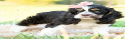 Cocker Spaniel dogs for sale: Tansy - Ad 5