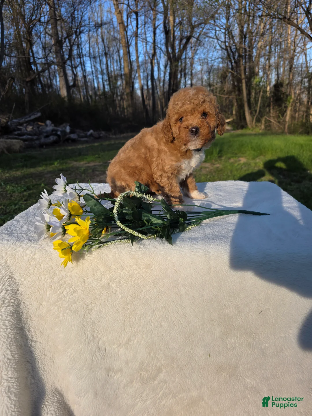 Mini Goldendoodle dogs for sale: DAKOTA - Ad 1