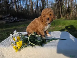 Mini Goldendoodle dogs DAKOTA - Ad 21