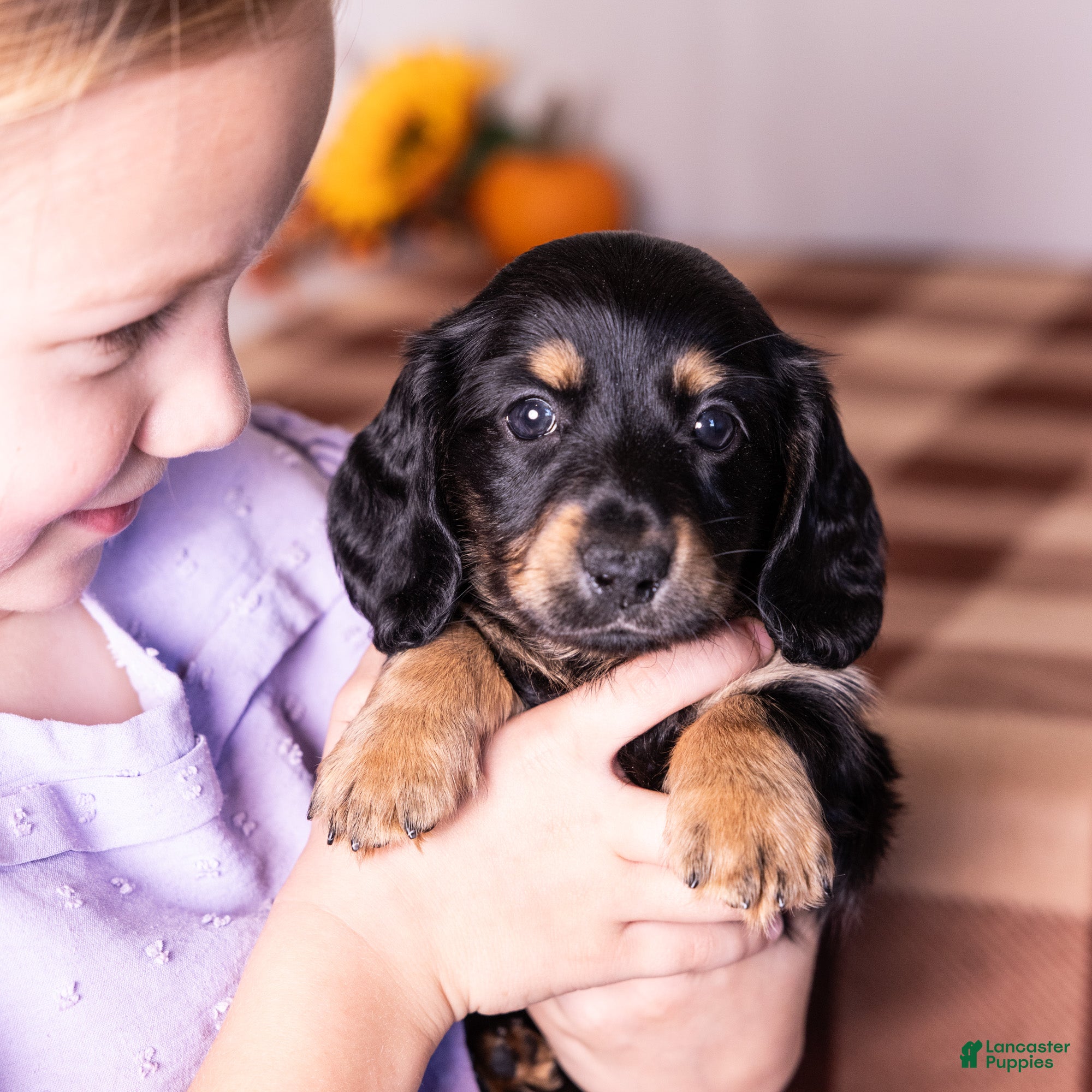 Miniature Dachshund dogs Cassi - Ad 2