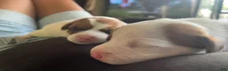 Jack Russell Terrier dogs for sale: Jack Russell Terrier 1 - Ad 4