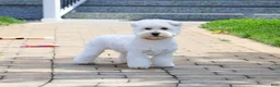West Highland Terrier dogs for sale: Wren - Ad 5