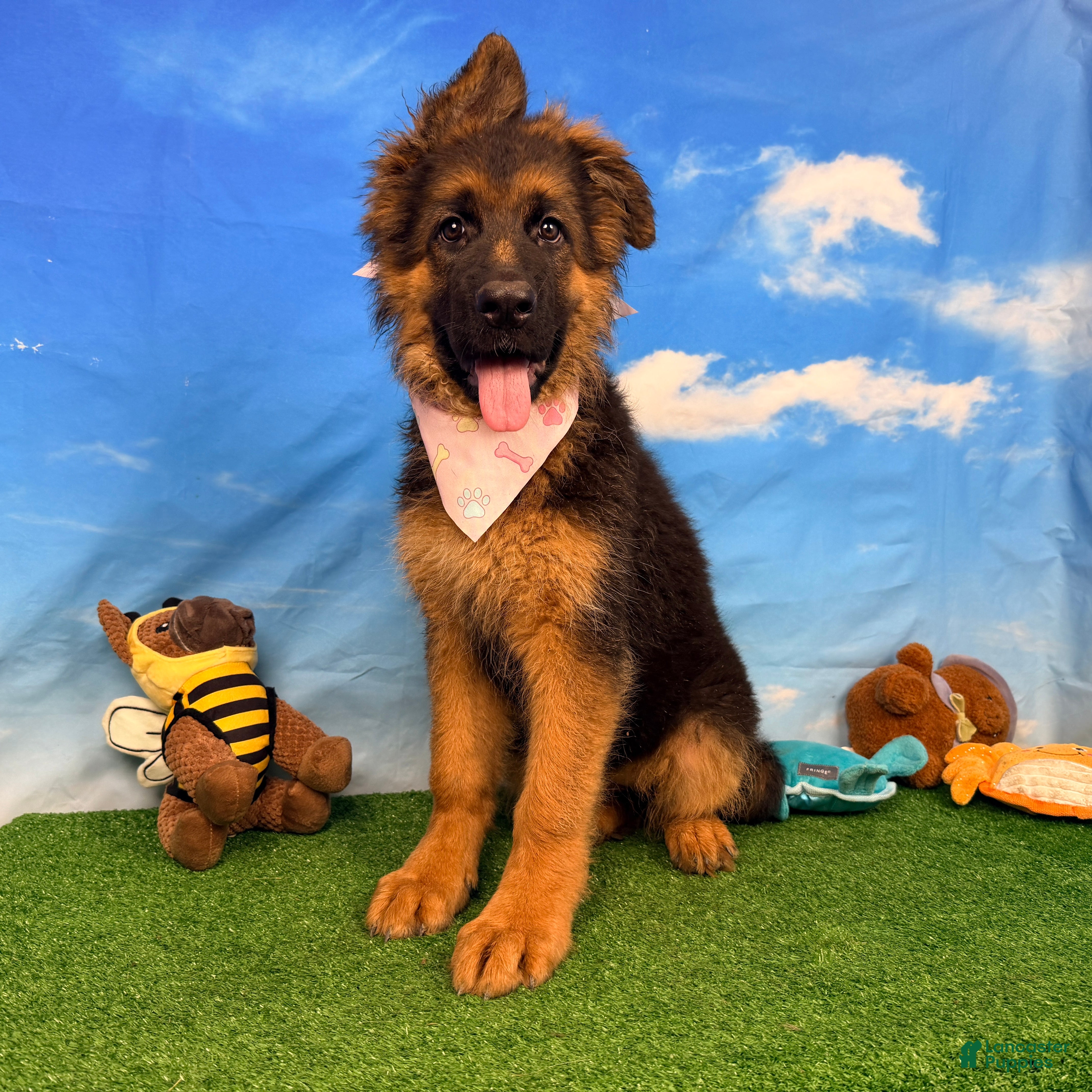 German Shepherd dogs Orchid - Ad 1