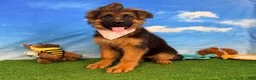 German Shepherd dogs for sale: Orchid - Ad 1