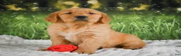 Golden Retriever dogs for sale: Stella - Ad 7
