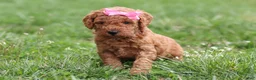 Mini Goldendoodle dogs for sale: Tessa - Ad 1