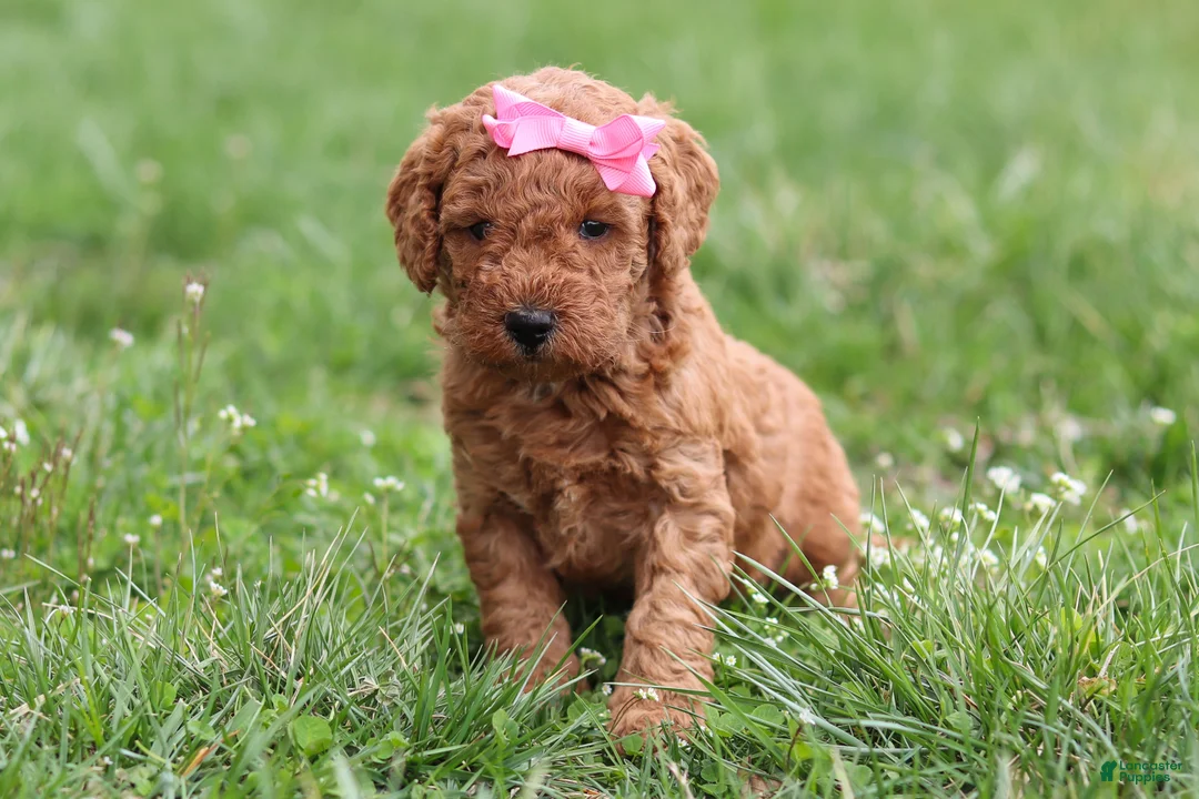 Mini Goldendoodle dogs for sale: Tessa - Ad 1