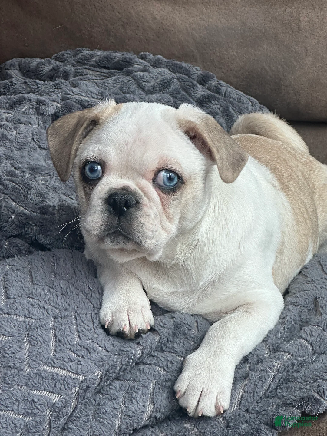 Pug dogs for sale: Finnley - Ad 2