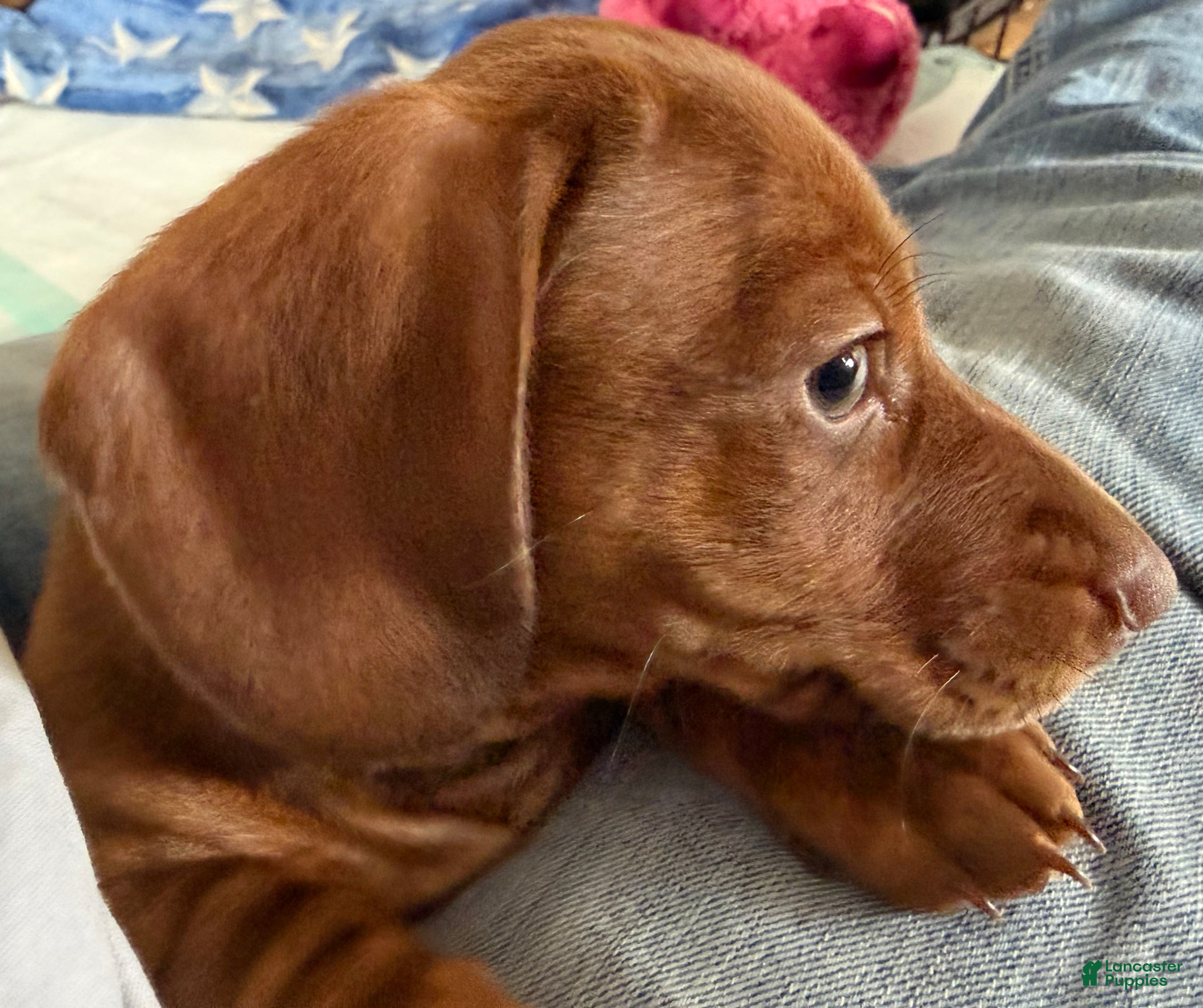 Dachshund dogs AVI - Ad 41