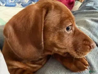 Dachshund dogs AVI - Ad 35