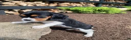 Beaglier dogs for sale: Alaina - Ad 4