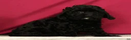 Cavapoo dogs for sale: Sunshine - Ad 3