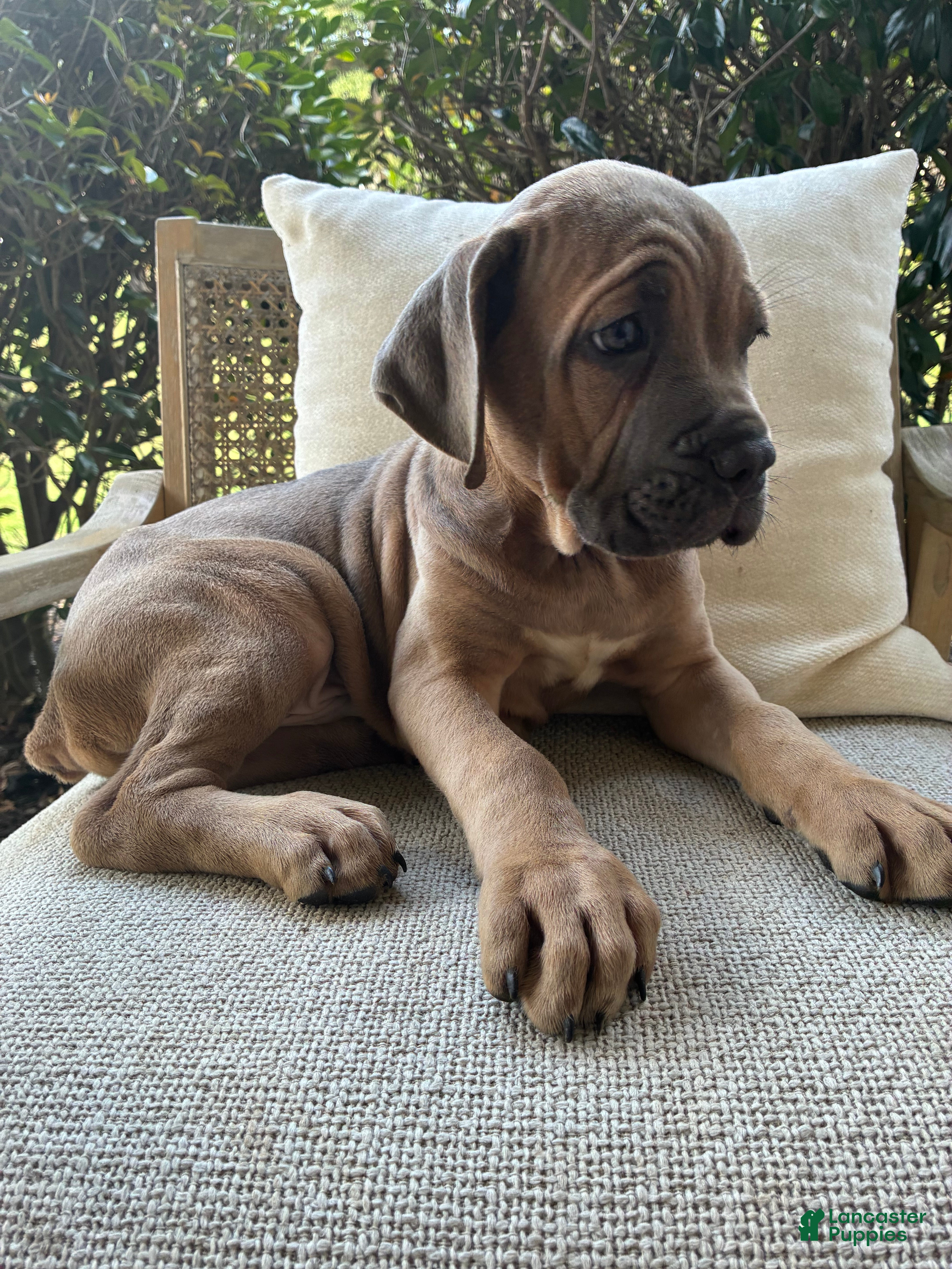 Cane Corso dogs Cane Corso Formentino  - Ad 22