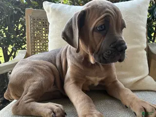 Cane Corso dogs Cane Corso Formentino - Ad 22