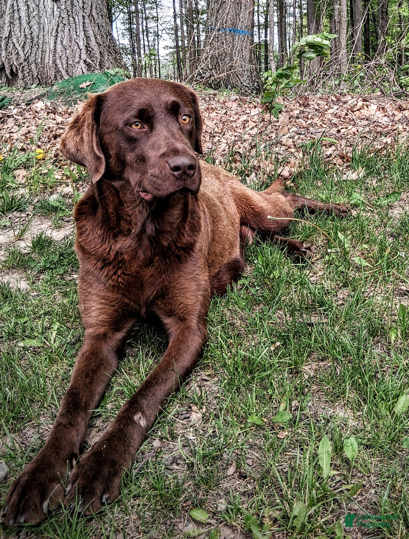 Mixed Breed dogs for sale: Mixed Breed Puppy 4 - Ad 2