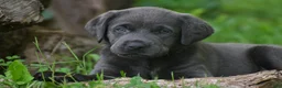 Labrador Retriever dogs for sale: Star - Ad 3