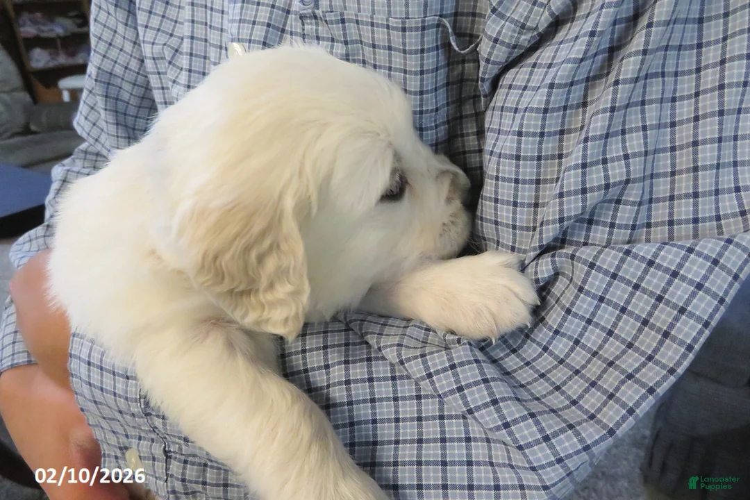 Golden Retriever dogs for sale: Bobbles - Ad 10