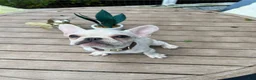 French Bulldog dogs for sale: Chucho - Ad 3