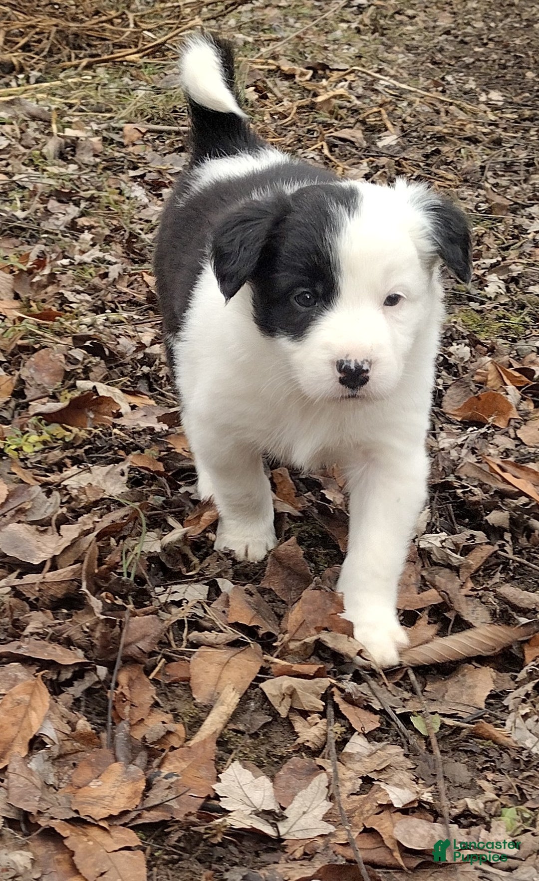 Border Collie dogs for sale: Zoe  - Ad 3