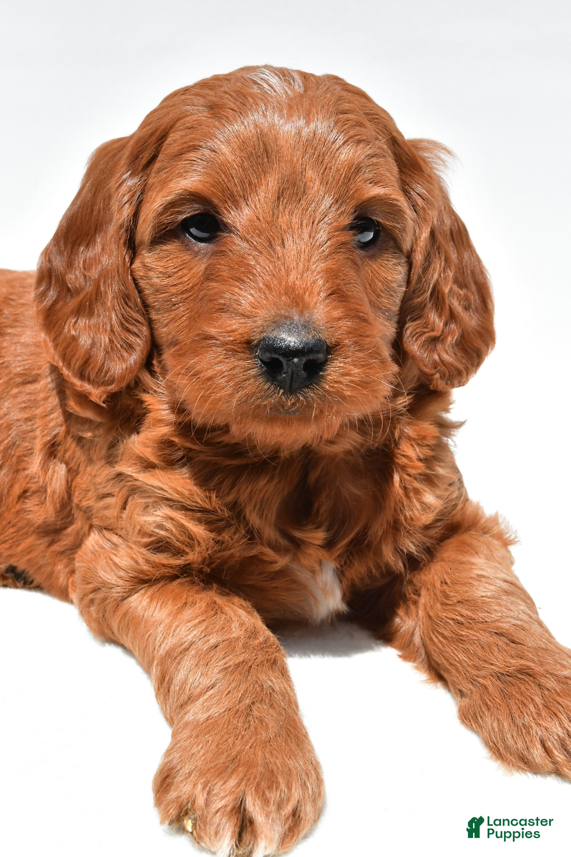 Mini Goldendoodle dogs Ellie - Ad 1