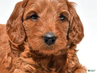 Mini Goldendoodle dogs for sale: Ellie - Ad 3