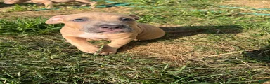American Bully 5