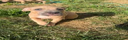 American Bully dogs for sale: American Bully 5 - Ad 1