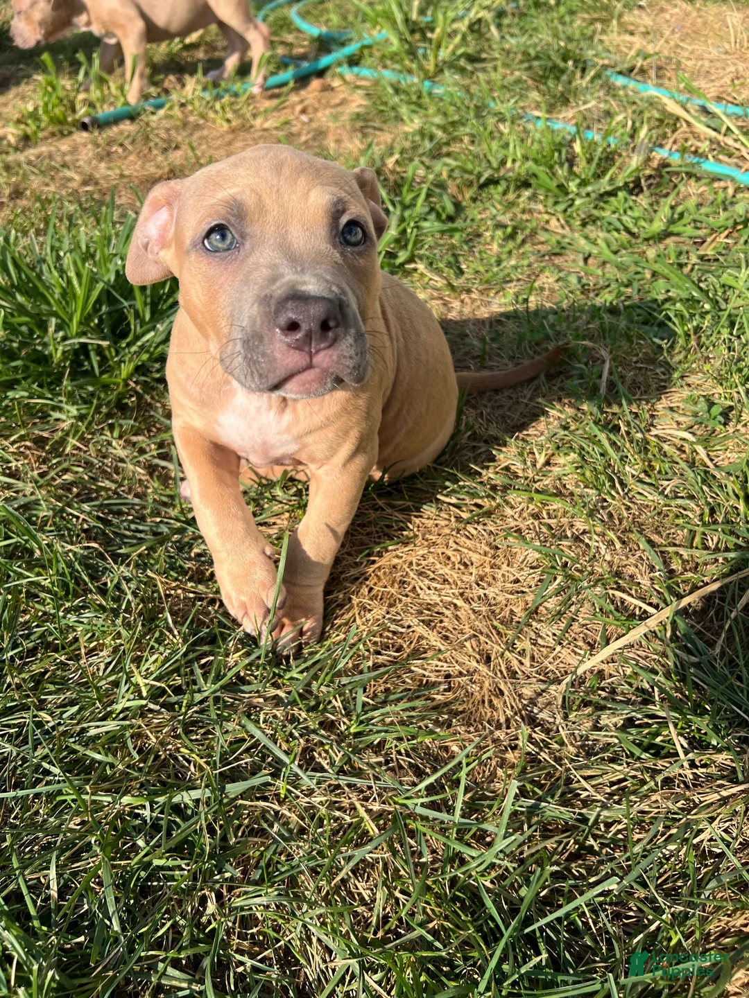 American Bully dogs for sale: American Bully 5 - Ad 1