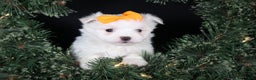 Maltese dogs for sale: APOLLO - Ad 12