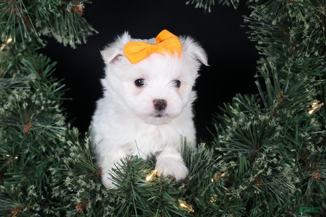 Maltese dogs for sale: APOLLO - Ad 12