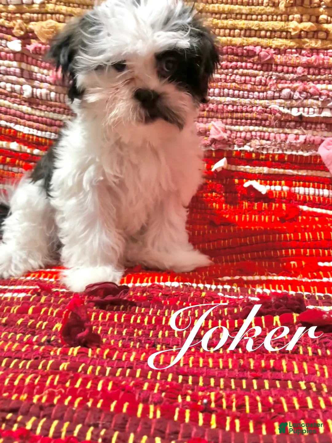 Shih Tzu dogs for sale: Joker  - Ad 2