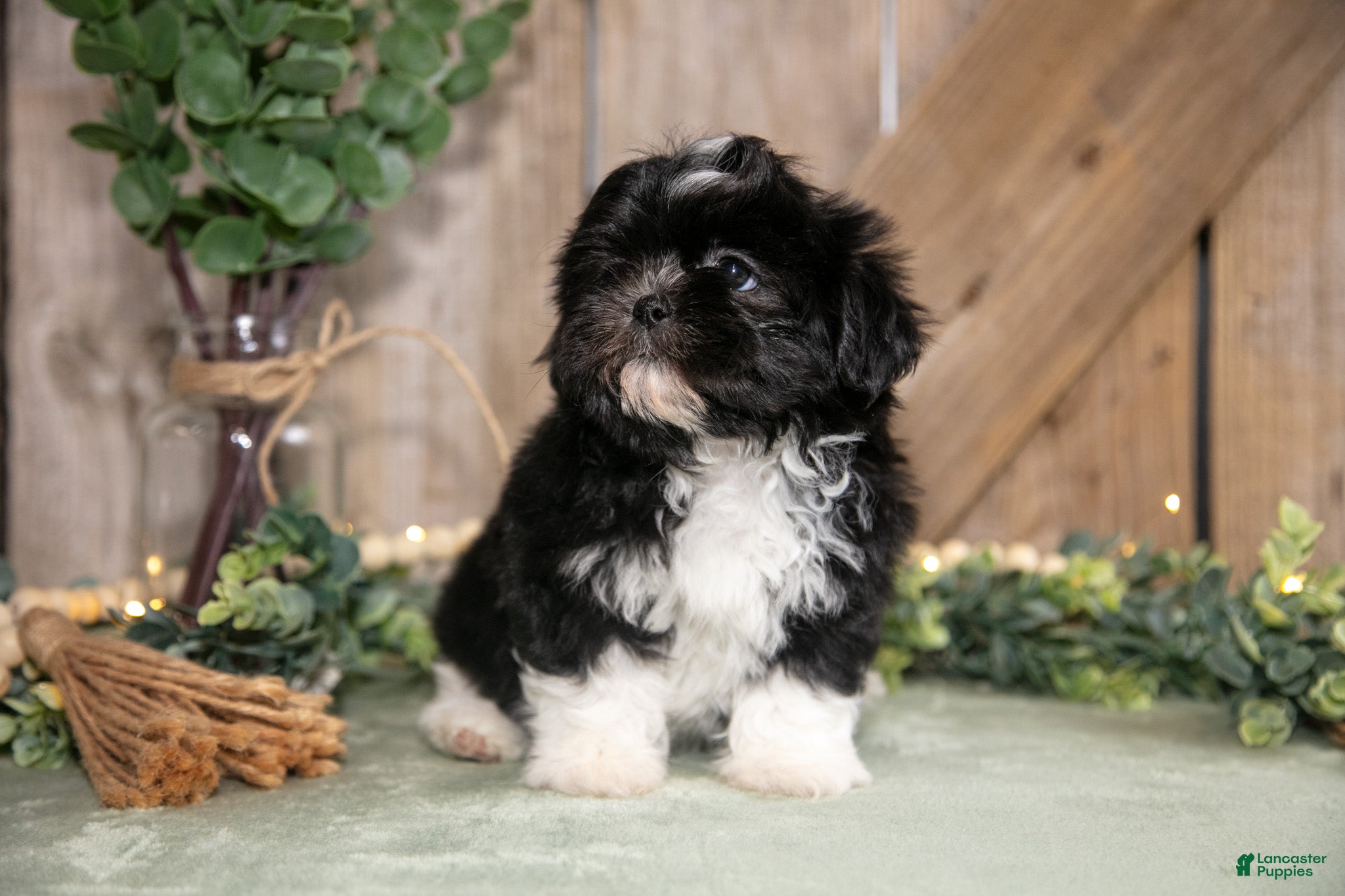 Shih Tzu dogs Bandit - Ad 2