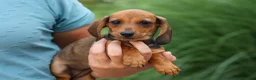Miniature Dachshund dogs for sale: Sweet Pea 🎀 - Ad 2