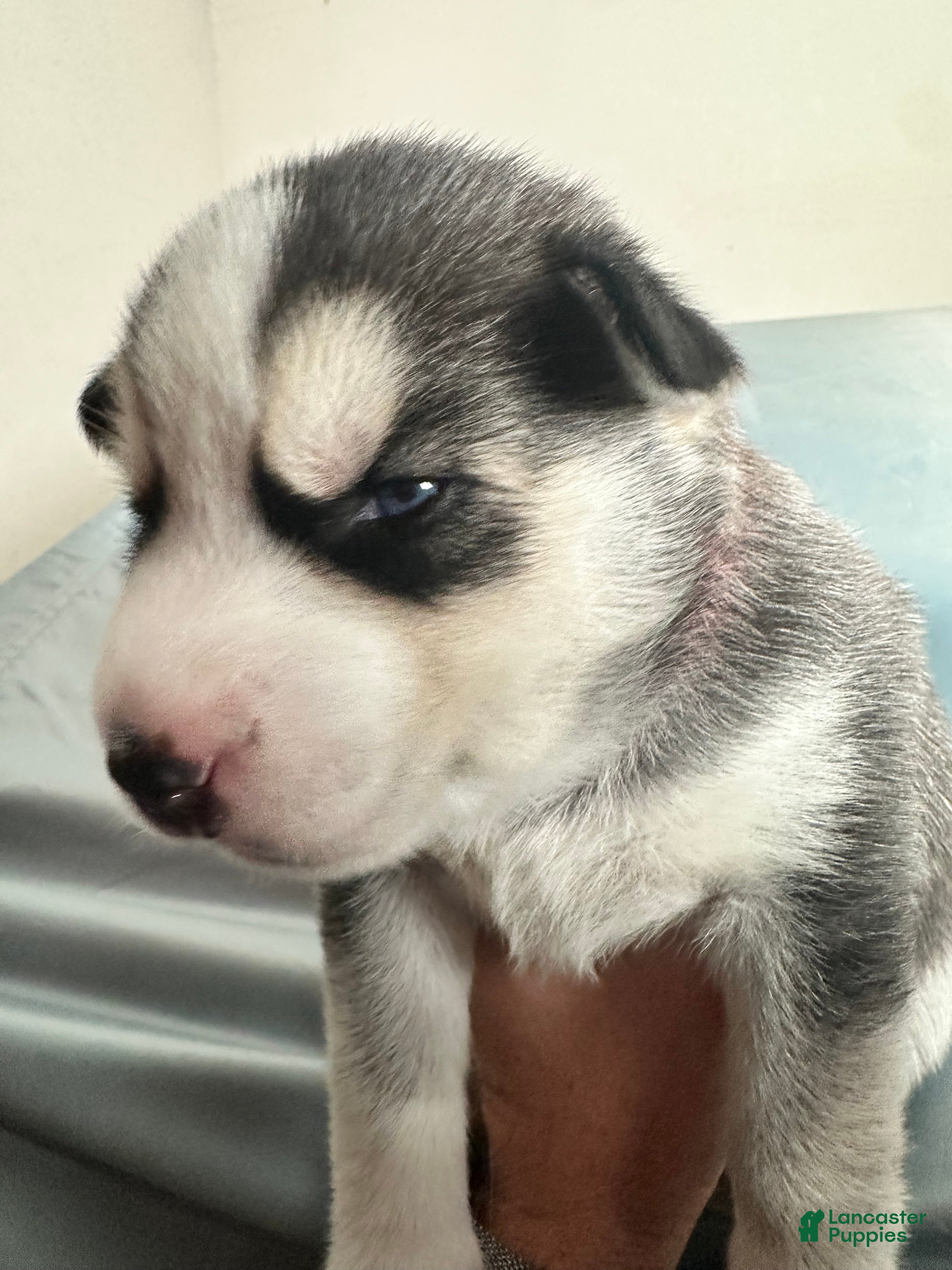 Siberian Husky dogs Roque Knight - Ad 1