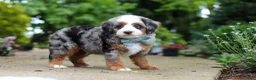 Mini Bernedoodle dogs for sale: Zeke - Ad 6