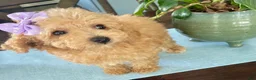 Maltipoo dogs for sale: Tiny Tulip - Ad 5