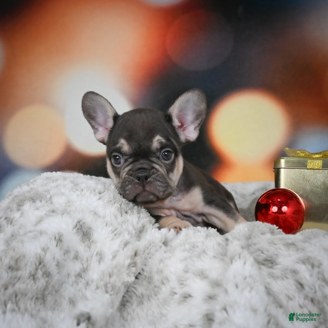 French Bulldog dogs for sale: Cordell - Ad 7