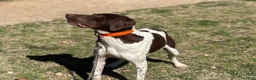 German Shorthaired Pointer dogs for sale: Freedom  - Ad 7