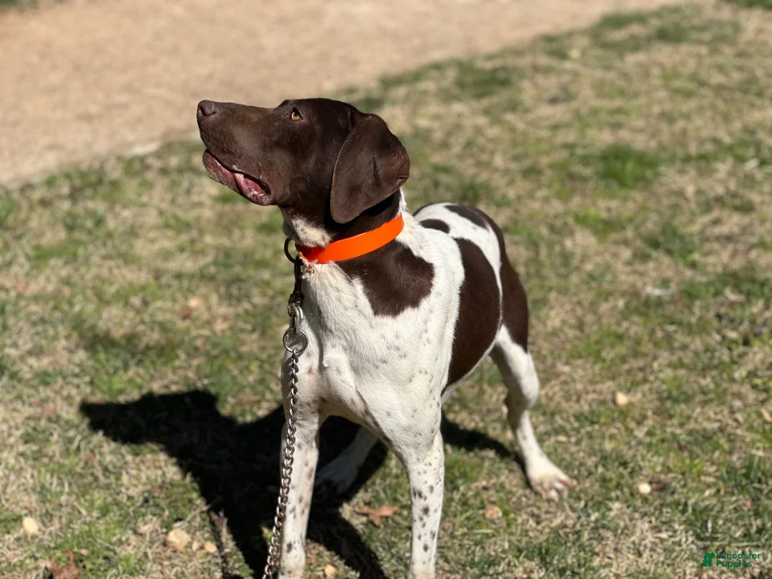 German Shorthaired Pointer dogs for sale: Freedom  - Ad 7