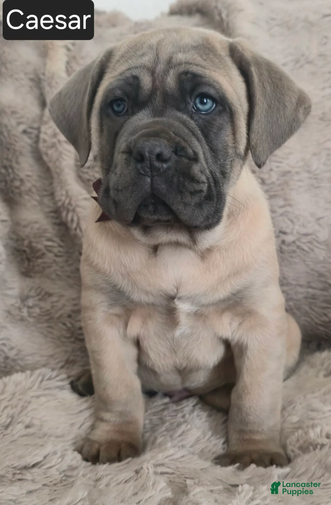 Cane Corso dogs for sale: Caesar - Ad 5