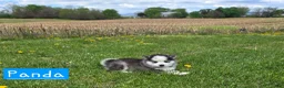 Pomsky dogs for sale: Panda - Ad 4