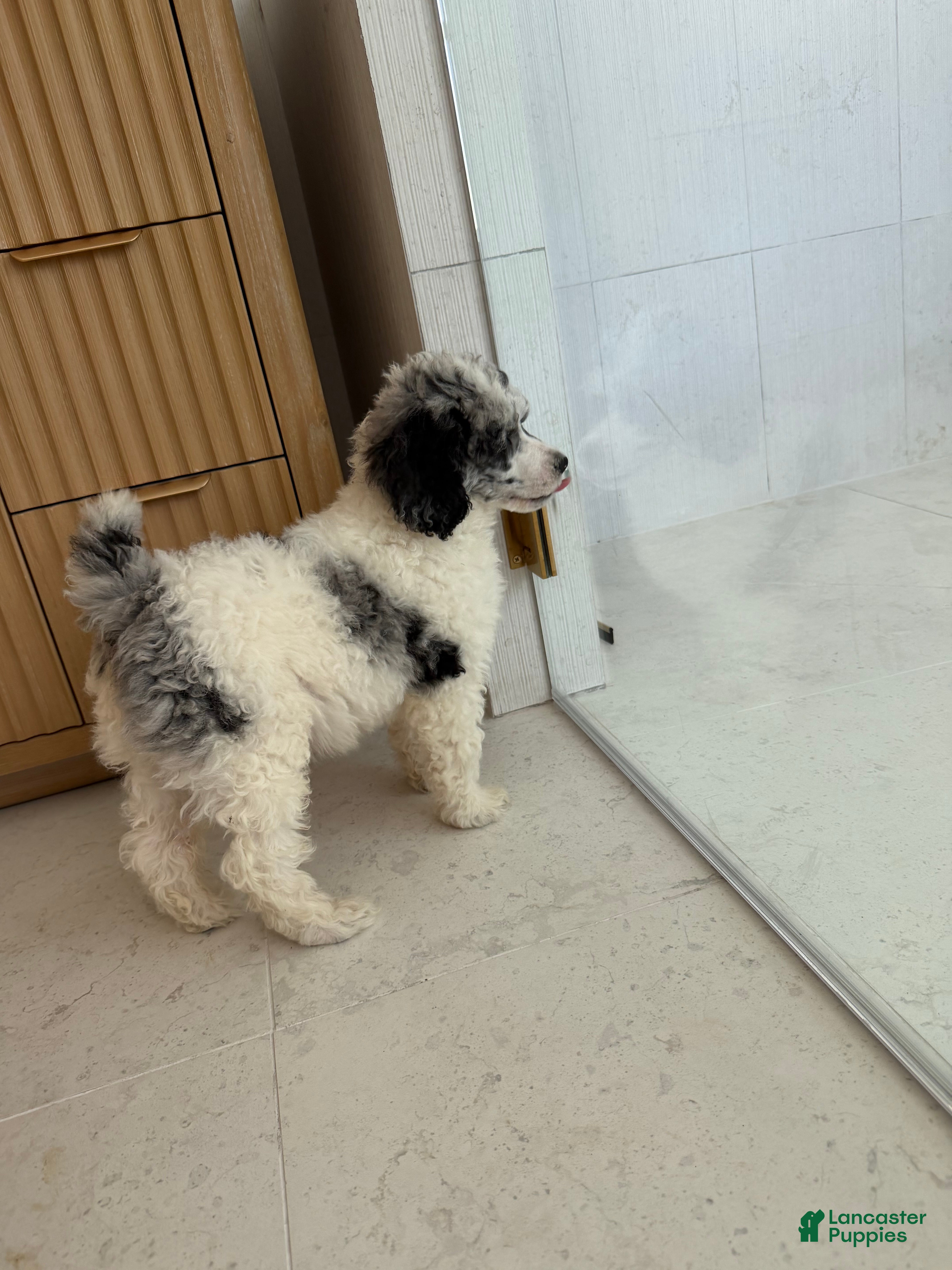 Miniature Poodle dogs Goose  - Ad 2