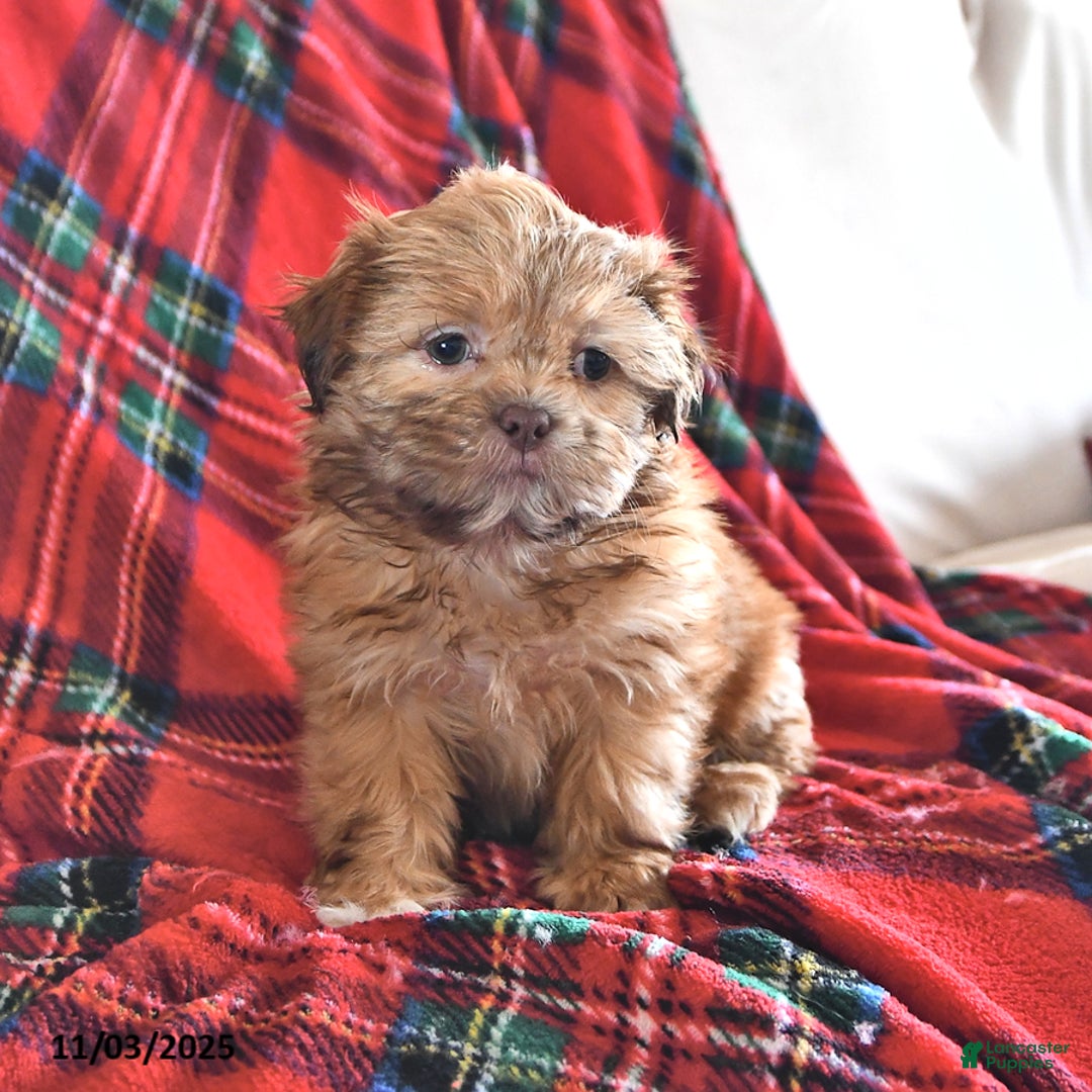 Teddy Bear dogs for sale: Rose  - Ad 4