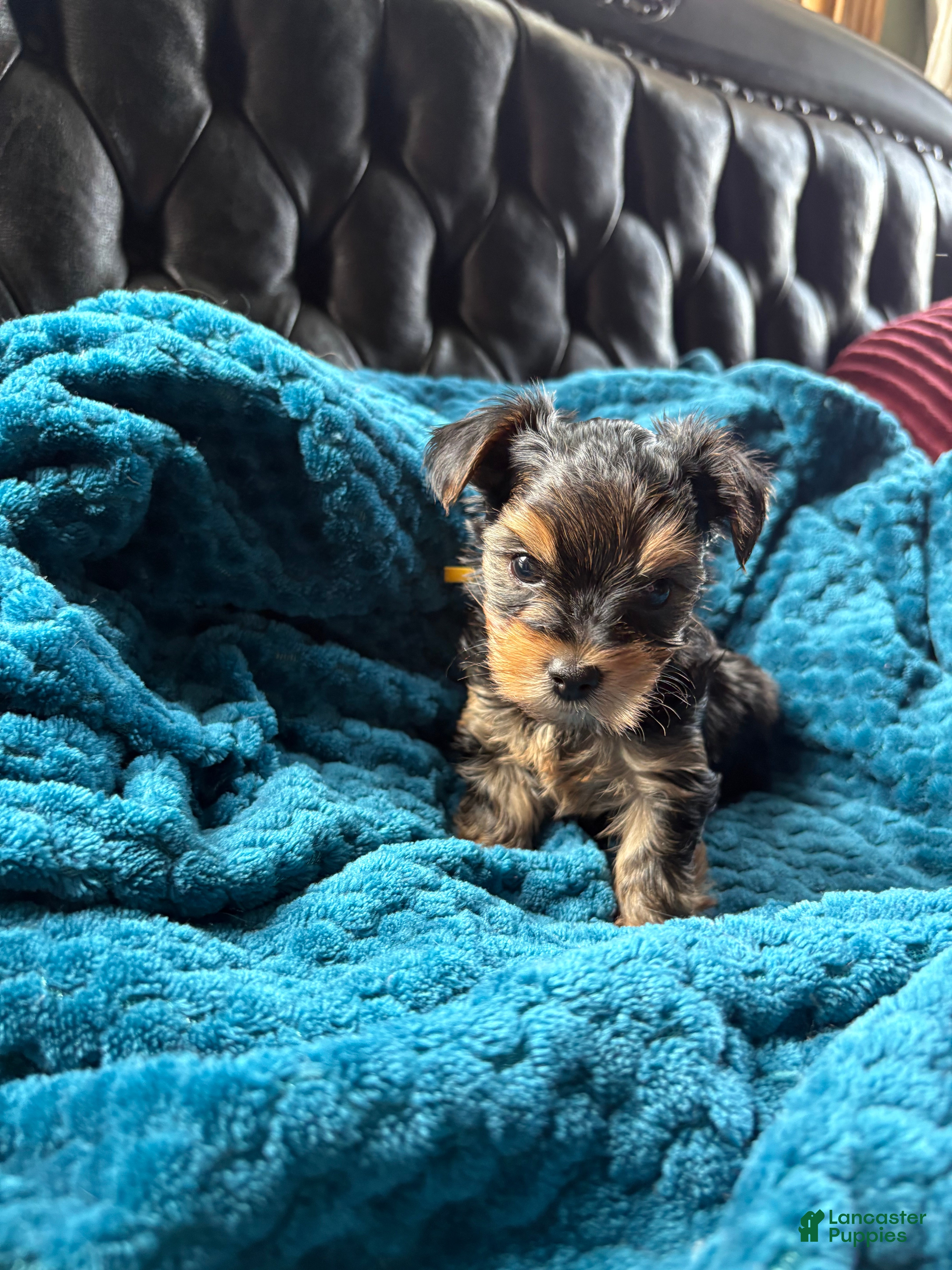 Yorkshire Terrier dogs for sale: Yorkshire Terrier Puppy 3 - Ad 4
