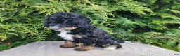 Mini Bernedoodle dogs for sale: Karly - Ad 3